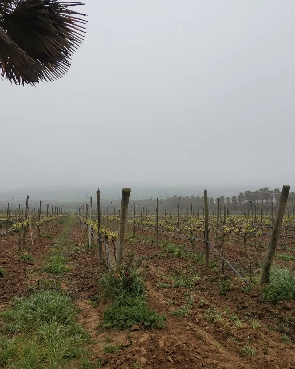 Viñedo en la niebla