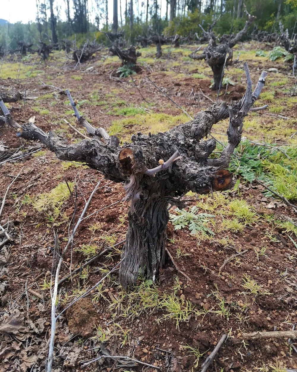 Parra plantada en cabeza en Itata